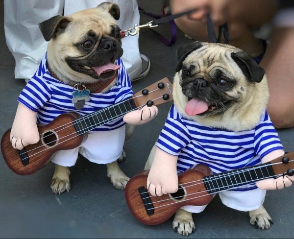 /Images/uploads/PUG NATION RESCUE OF LOS ANGELES/2019pugcalendar/entries/8317thumb.jpg